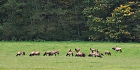 Photo of elk at Hurn Field, taken by Lee Mann